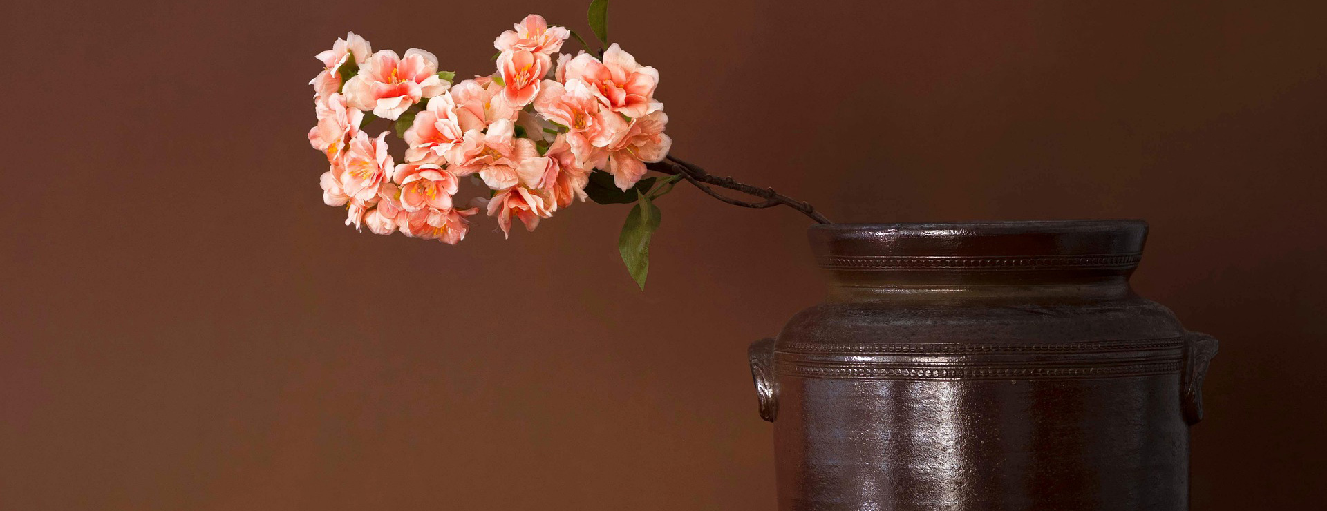 Australian House & Garden -Australian House & Garden flowers 7980350 1920